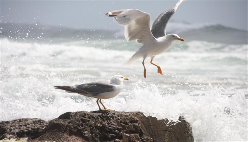 Jonathan Livingston…il gabbiano ribelle Jonathan Livingston…il gabbiano ribelle